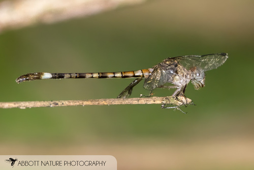 Archaeogomphus hamatus
