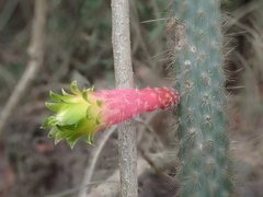 Cleistocactus smaragdiflorus