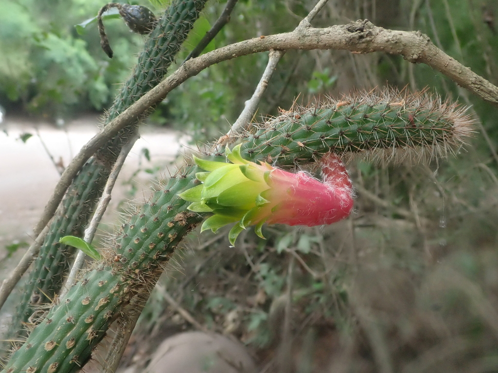 Cleistocactus smaragdiflorus (F.A.C.Weber) Britton & Rose 2