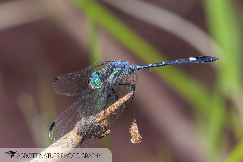 Micrathyria sympriona