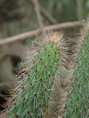 Cleistocactus smaragdiflorus