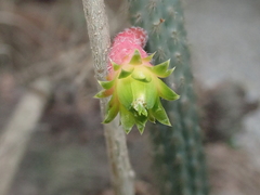 Cleistocactus smaragdiflorus