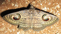 Calliodes pretiosissima