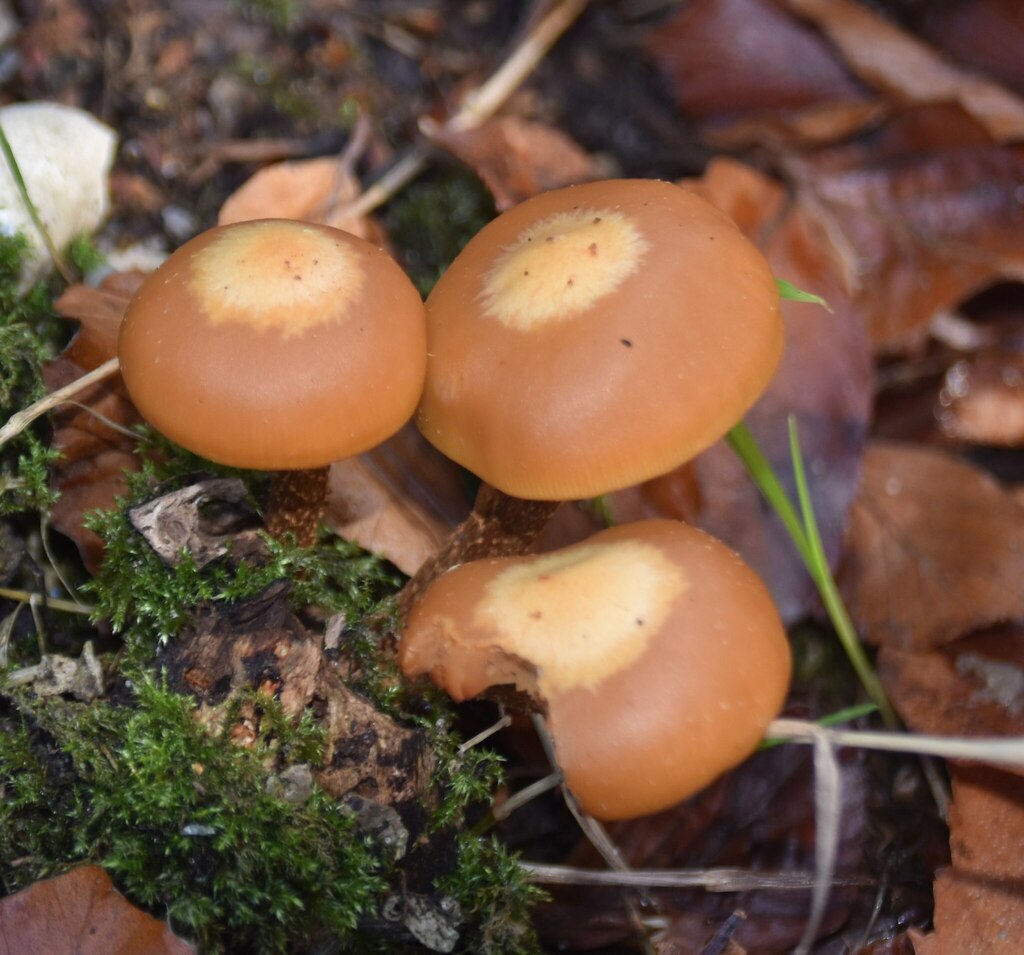 Kuehneromyces mutabilis · November 2025 · photo: © mrg-gb (iNaturalist, cc-by)