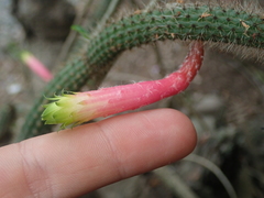 Cleistocactus smaragdiflorus