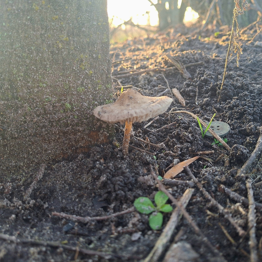 Mycena galericulata · November 2025 · photo: © veronika_martynova (iNaturalist, cc-by)