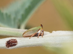 Sextius virescens