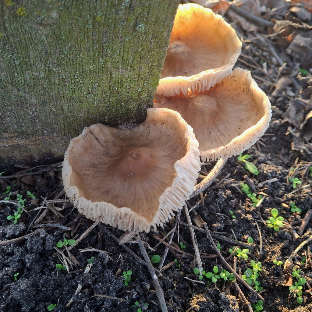 Mycena galericulata · November 2025 · photo: © veronika_martynova (iNaturalist, cc-by)