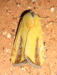 Pardoxia graellsii
