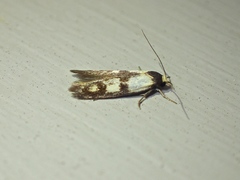 Cosmaresta archedora