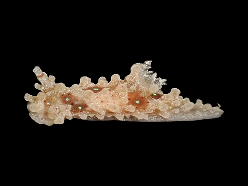 Aegires punctilucens