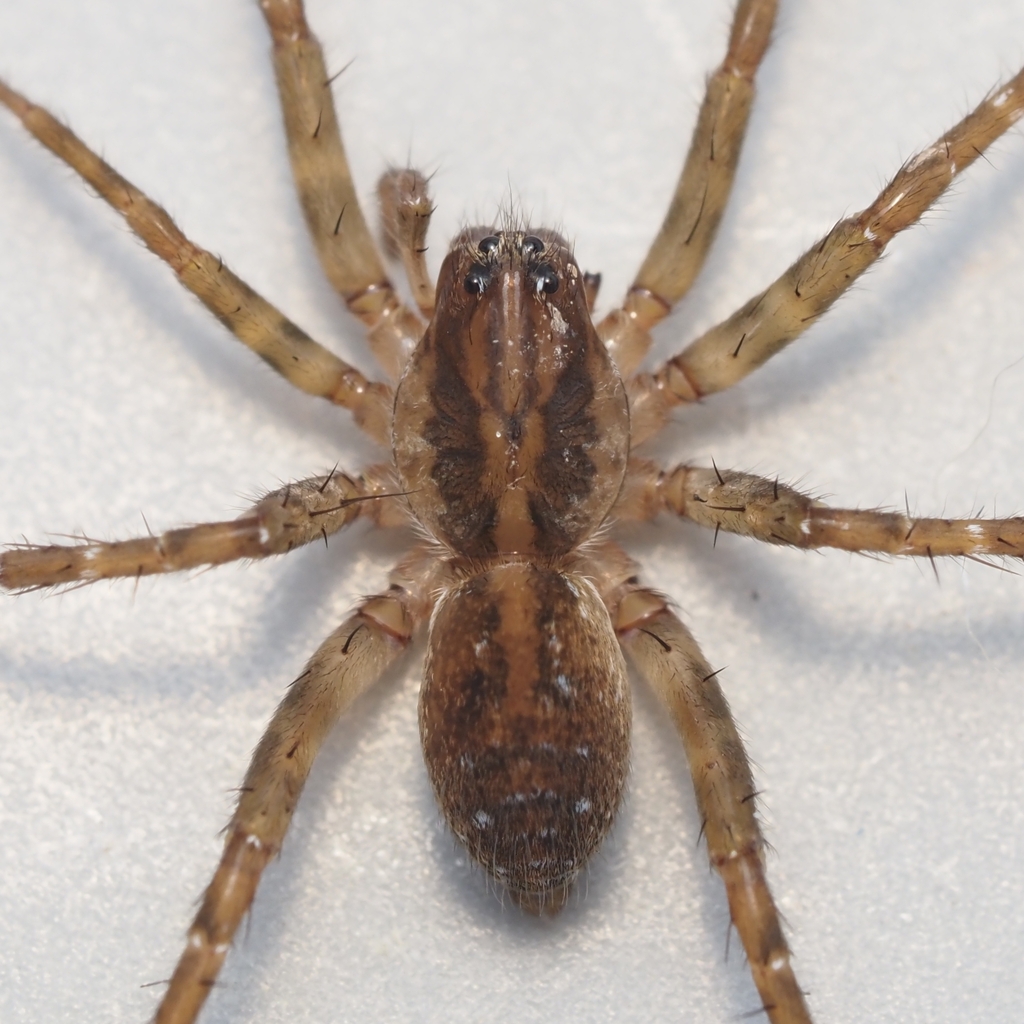 Pirata sedentarius