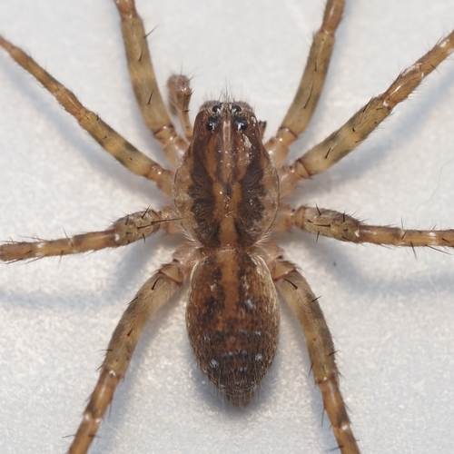 Pirata sedentarius