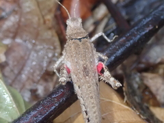 Ommexecha macropterum