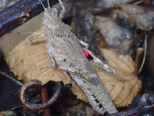 Ommexecha macropterum