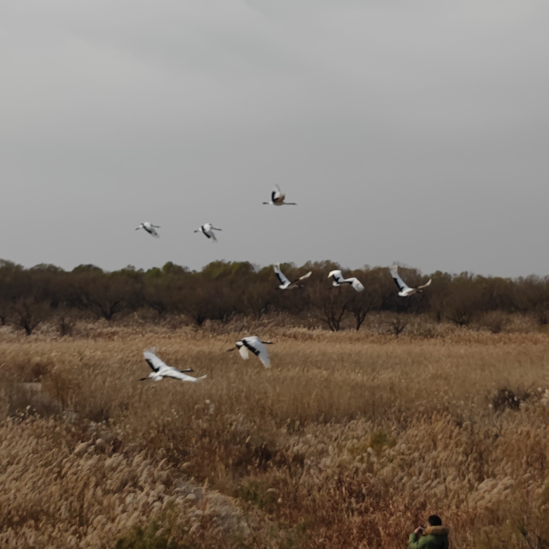 Red-crowned Crane