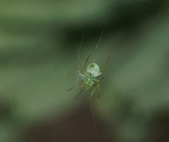 Araneus ginninderranus