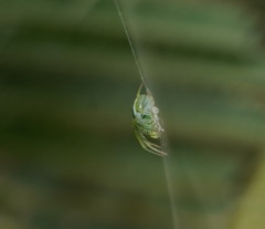 Araneus ginninderranus