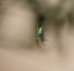 Araneus ginninderranus