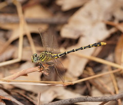Austrogomphus australis