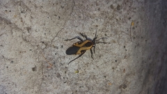 Sephina vinula