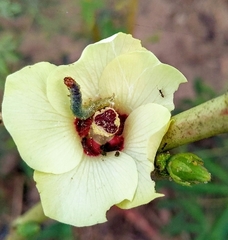 Lepidoptera