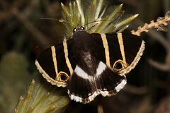 Grammodes ocellata
