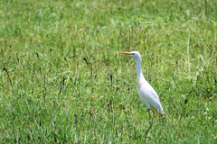 Bubulcus ibis