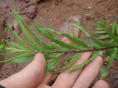 Pityrogramma trifoliata