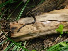 Boaedon fuliginosus