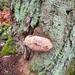 Fungi Including Lichens from Albany Township, PA, USA on November 22, 2025 at 09:20 AM by Hunter Marton