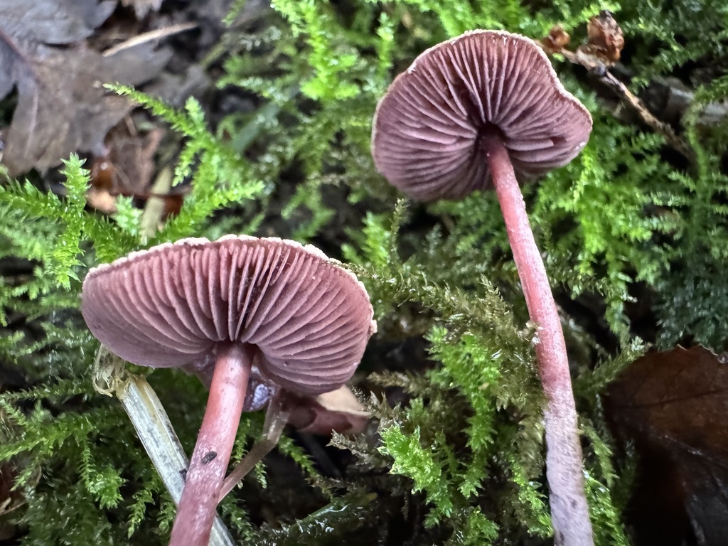Melanophyllum haematospermum · November 2025 · photo: © lizfrost47 (iNaturalist, cc-by)