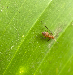 Camponotus rectangularis