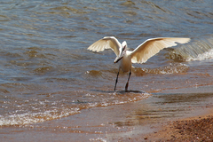 Egretta garzetta