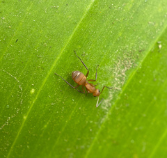 Camponotus rectangularis