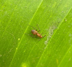 Camponotus rectangularis