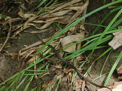 Boaedon fuliginosus