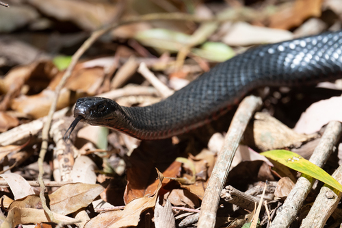 Red-bellied Black Snake sighting