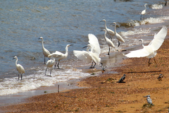 Egretta garzetta