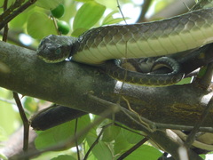 Psammophis mossambicus