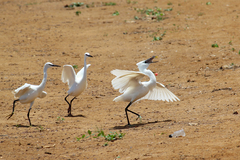 Egretta garzetta