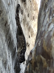 Blaesodactylus sakalava