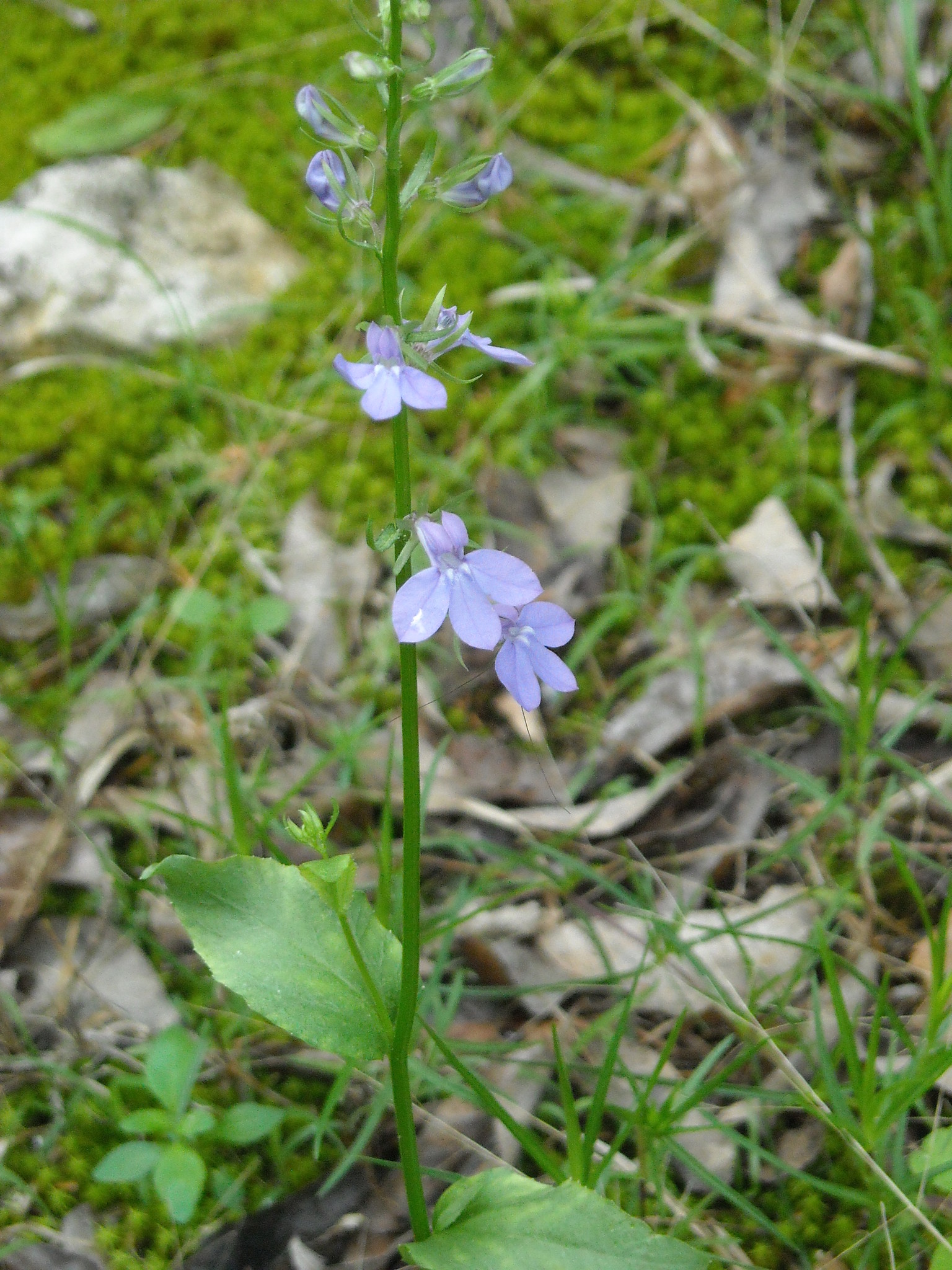 Lobelia gattingeri
