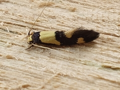 Opogona comptella