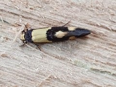 Opogona comptella