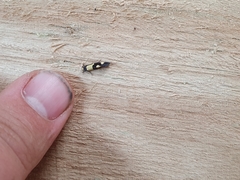 Opogona comptella