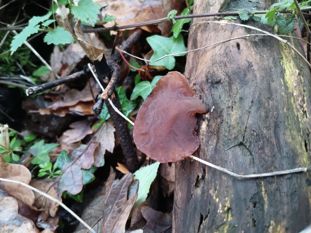 Auricularia auricula-judae · November 2025 · photo: © considerthelilies (iNaturalist, cc-by)