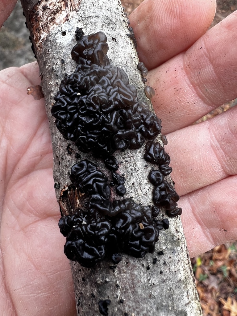 Exidia nigricans · November 2025 · photo: © imasongster (iNaturalist, cc-by)