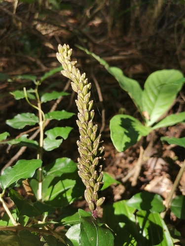 Common Snout Orchid (Dienia ophrydis)