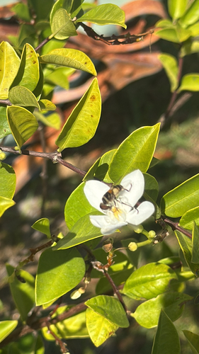 Unknown species found near 31st St E, Bradenton, FL, US